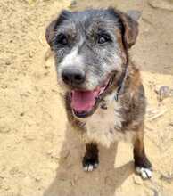 BROWNIE, Hund, Mischlingshund in Spanien