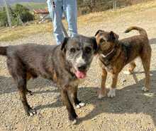 BROWNIE, Hund, Mischlingshund in Spanien - Bild 3