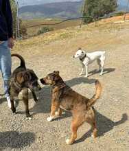 BROWNIE, Hund, Mischlingshund in Spanien - Bild 5