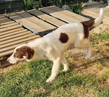 PHOEBUS, Hund, Mischlingshund in Griechenland - Bild 3