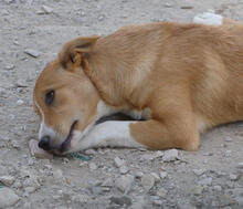 OKI, Hund, Mischlingshund in Portugal - Bild 2