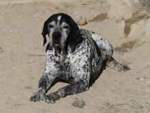 GRANDO, Hund, Mischlingshund in Portugal - Bild 2