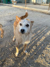 CINZANO, Hund, Mischlingshund in Portugal - Bild 1