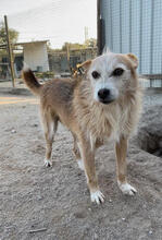 CINZANO, Hund, Mischlingshund in Portugal - Bild 2