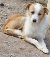 ELIO, Hund, Mischlingshund in Riedstadt - Bild 3