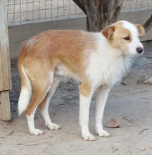 ELIO, Hund, Mischlingshund in Riedstadt - Bild 4