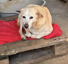 LILY, Hund, Mischlingshund in Portugal - Bild 1