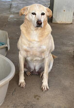 LILY, Hund, Mischlingshund in Portugal - Bild 2