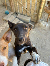 NORI, Hund, Mischlingshund in Portugal - Bild 2