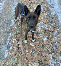 NORI, Hund, Mischlingshund in Kassel