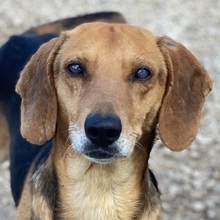 SPÄTZLE, Hund, Mischlingshund in Griechenland - Bild 1