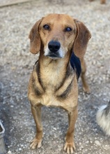 SPÄTZLE, Hund, Mischlingshund in Griechenland - Bild 10