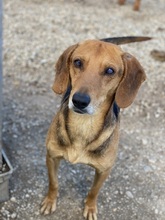 SPÄTZLE, Hund, Mischlingshund in Griechenland - Bild 11