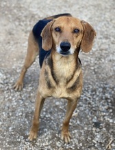 SPÄTZLE, Hund, Mischlingshund in Griechenland - Bild 2