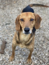 SPÄTZLE, Hund, Mischlingshund in Griechenland - Bild 3