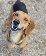 SPÄTZLE, Hund, Mischlingshund in Griechenland - Bild 4