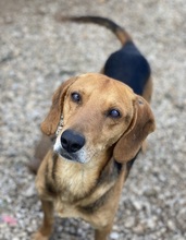 SPÄTZLE, Hund, Mischlingshund in Griechenland - Bild 7