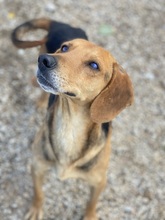 SPÄTZLE, Hund, Mischlingshund in Griechenland - Bild 8