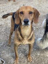 SPÄTZLE, Hund, Mischlingshund in Griechenland - Bild 9