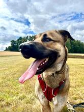 FLOKI, Hund, Mischlingshund in Würzburg - Bild 2