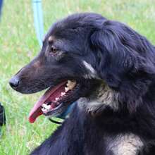 DANIEL, Hund, Mischlingshund in Bosnien und Herzegowina - Bild 1