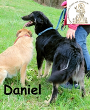 DANIEL, Hund, Mischlingshund in Bosnien und Herzegowina - Bild 2