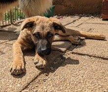 CASSANDRA, Hund, Mischlingshund in Kroatien - Bild 2