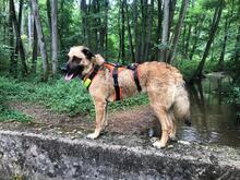 CASSANDRA, Hund, Mischlingshund in Leinburg