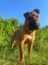 OYAMA, Hund, Shar Pei-Mix in Ungarn - Bild 1