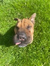 OYAMA, Hund, Shar Pei-Mix in Ungarn - Bild 2