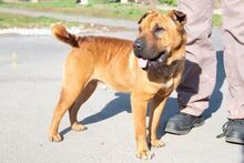 OYAMA, Hund, Shar Pei-Mix in Ungarn - Bild 4