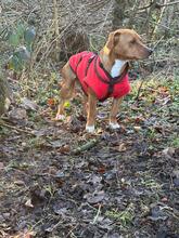 DANKA, Hund, Mischlingshund in Freiburg - Bild 4