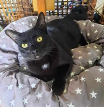 RAFI, Katze, Europäisch Kurzhaar in Spanien - Bild 7