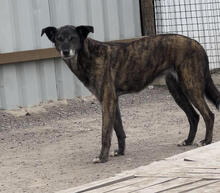 BRIANNE, Hund, Mischlingshund in Portugal - Bild 1