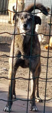 BRIANNE, Hund, Mischlingshund in Portugal - Bild 2