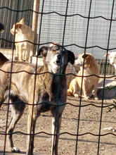BRIANNE, Hund, Mischlingshund in Portugal - Bild 3