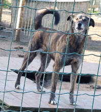 BRIANNE, Hund, Mischlingshund in Portugal - Bild 4