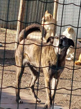 BRIANNE, Hund, Mischlingshund in Portugal - Bild 5