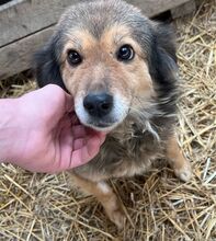 FAY, Hund, Mischlingshund in Bremen - Bild 2