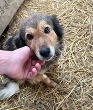 FAY, Hund, Mischlingshund in Bremen - Bild 22