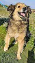FAY, Hund, Mischlingshund in Bremen - Bild 23