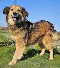 FAY, Hund, Mischlingshund in Bremen - Bild 24
