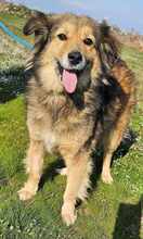 FAY, Hund, Mischlingshund in Bremen - Bild 25