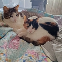 PESETA, Katze, Europäisch Kurzhaar in Spanien - Bild 15