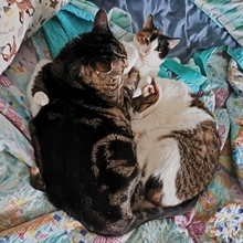 PESETA, Katze, Europäisch Kurzhaar in Spanien - Bild 16