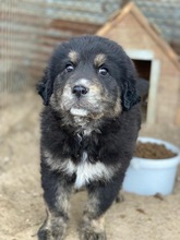 BÄRLI, Hund, Mischlingshund in Griechenland - Bild 12