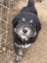 BÄRLI, Hund, Mischlingshund in Griechenland - Bild 9