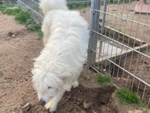 COSIMO, Hund, Maremmano in Italien - Bild 10