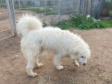 COSIMO, Hund, Maremmano in Italien - Bild 11