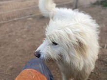 COSIMO, Hund, Maremmano in Italien - Bild 12